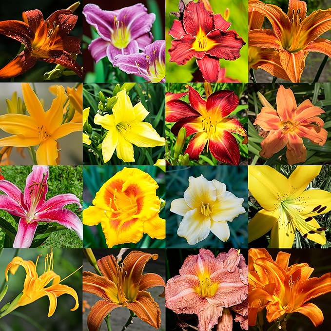 10 Mixed Colors Daylily Seeds Hemerocallis Day Lily Fine Mix Red, Purple, and More Flower Seeds