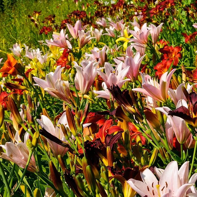 10 Mixed Colors Daylily Seeds Hemerocallis Day Lily Fine Mix Red, Purple, and More Flower Seeds - Image 3