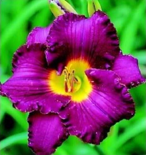 10 Mixed Colors Daylily Seeds Hemerocallis Day Lily Fine Mix Red, Purple, and More Flower Seeds - Image 5