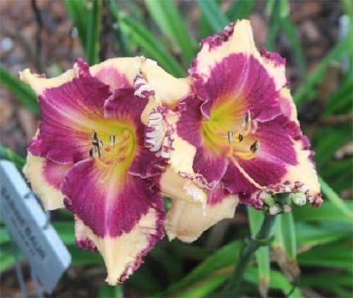 10 Mixed Colors Daylily Seeds Hemerocallis Day Lily Fine Mix Red, Purple, and More Flower Seeds - Image 6