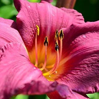 10 Mixed Colors Daylily Seeds Hemerocallis Day Lily Fine Mix Red, Purple, and More Flower Seeds - Image 7