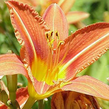 10 Mixed Colors Daylily Seeds Hemerocallis Day Lily Fine Mix Red, Purple, and More Flower Seeds - Image 8