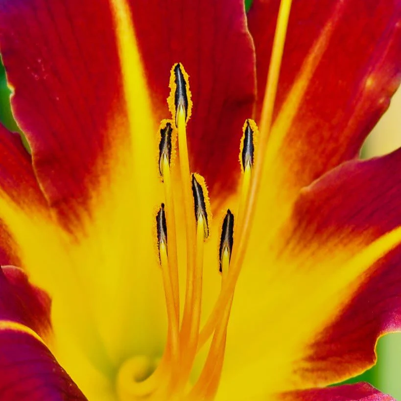 10 Mixed Colors Daylily Seeds Hemerocallis Day Lily Fine Mix Red, Purple, and More Flower Seeds - Image 9