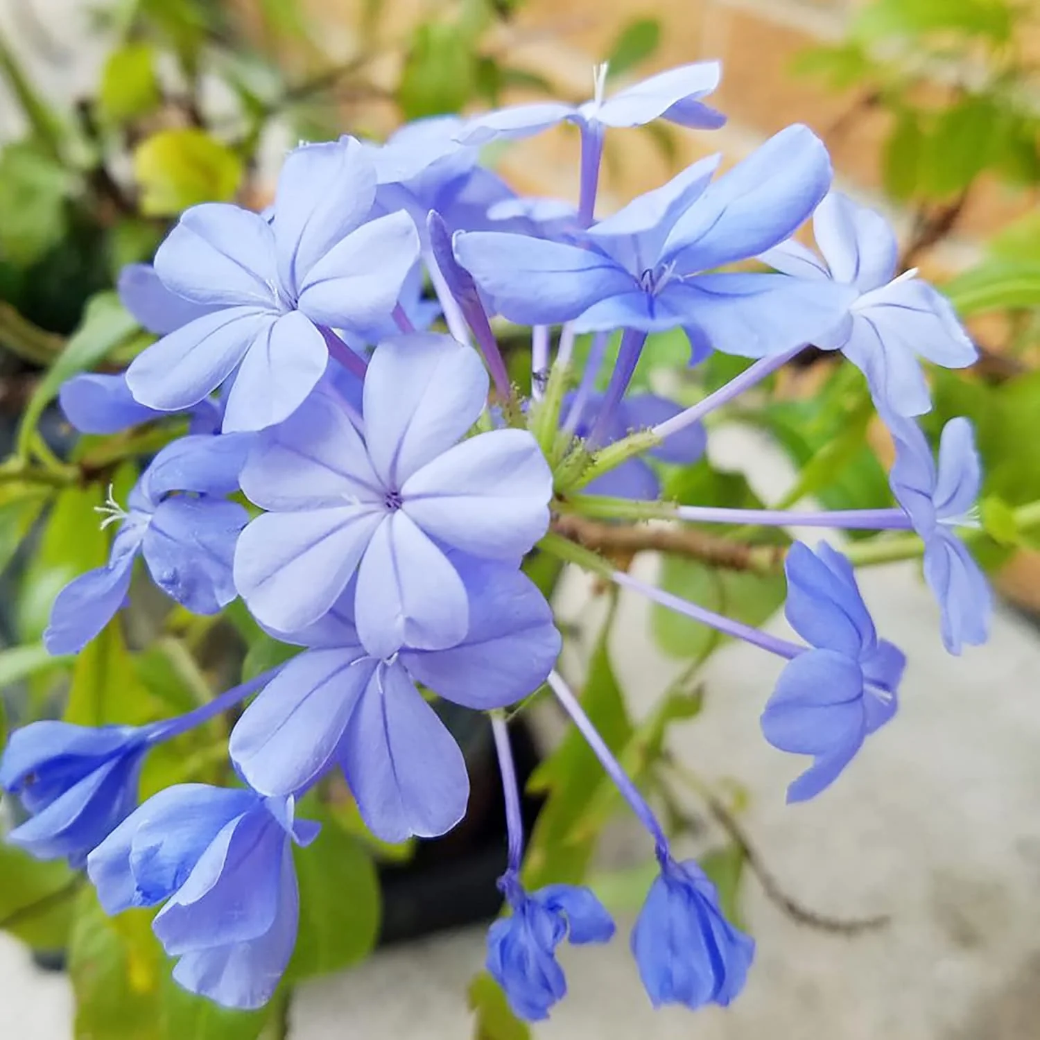 10 Pcs Blue Plumbago Seeds | Flowering Shrub | Vibrant Blue Flowers | Attracts Pollinators | Drought Tolerant & Low Maintenance | Ideal for Gardens and Landscapes