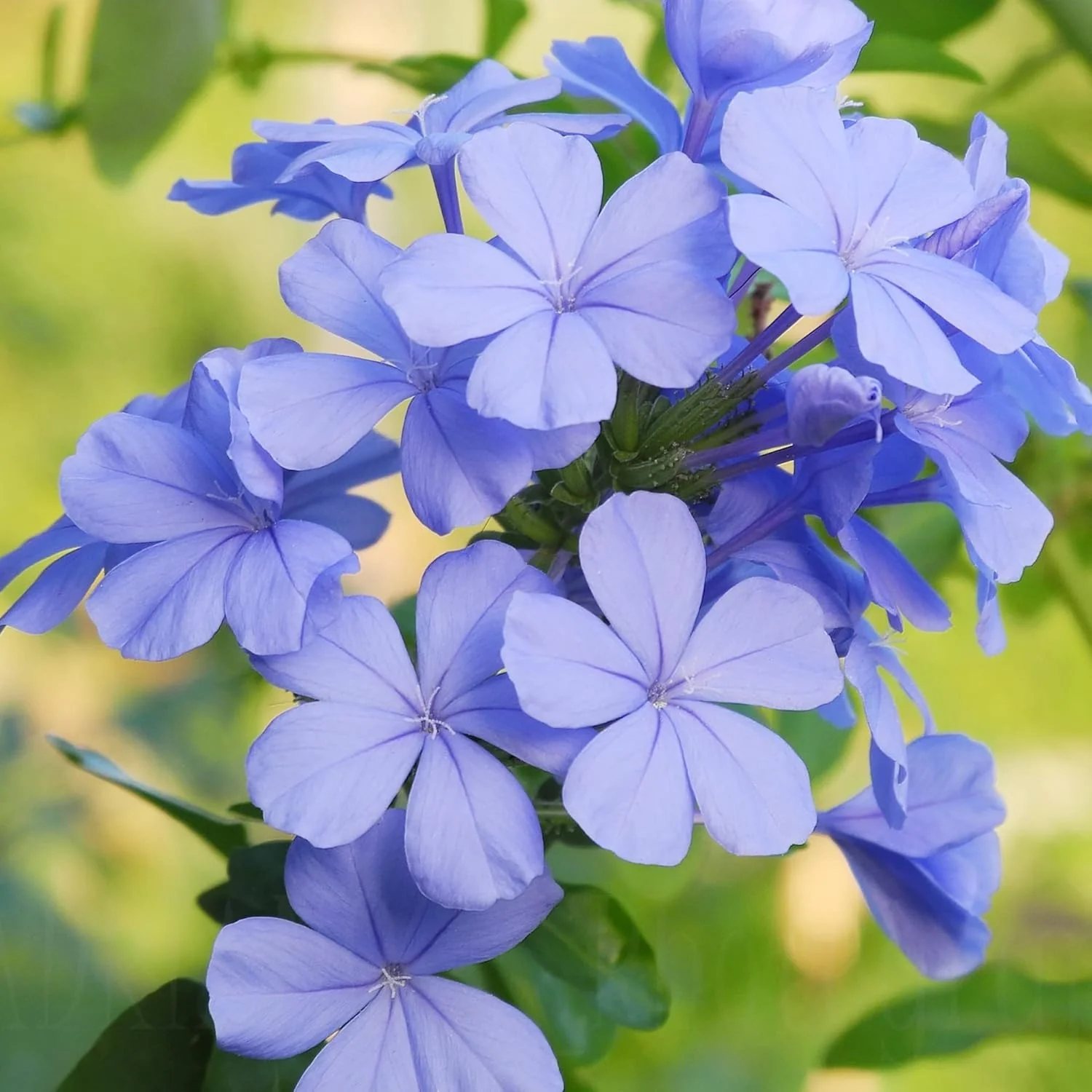 10 Pcs Blue Plumbago Seeds | Flowering Shrub | Vibrant Blue Flowers | Attracts Pollinators | Drought Tolerant & Low Maintenance | Ideal for Gardens and Landscapes - Image 3