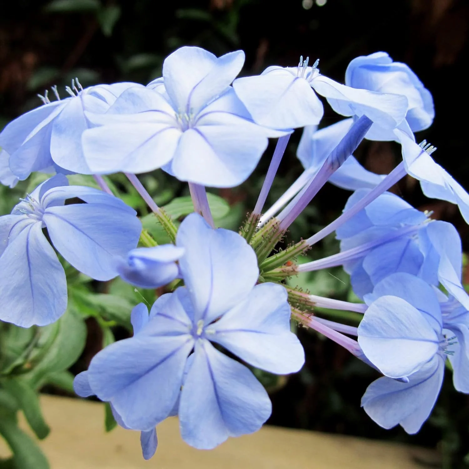 10 Pcs Blue Plumbago Seeds | Flowering Shrub | Vibrant Blue Flowers | Attracts Pollinators | Drought Tolerant & Low Maintenance | Ideal for Gardens and Landscapes - Image 4
