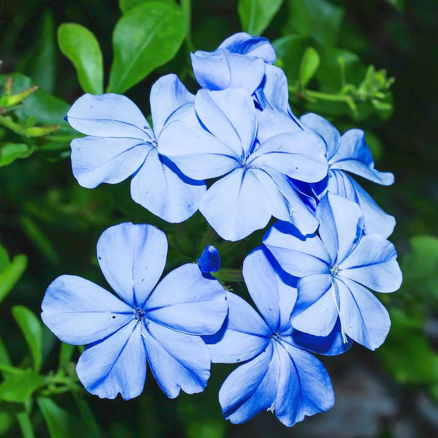 10 Pcs Blue Plumbago Seeds | Flowering Shrub | Vibrant Blue Flowers | Attracts Pollinators | Drought Tolerant & Low Maintenance | Ideal for Gardens and Landscapes - Image 5