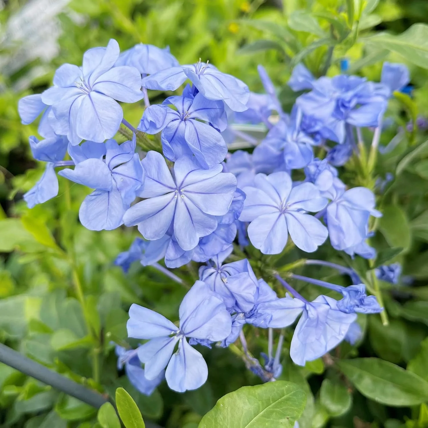 10 Pcs Blue Plumbago Seeds | Flowering Shrub | Vibrant Blue Flowers | Attracts Pollinators | Drought Tolerant & Low Maintenance | Ideal for Gardens and Landscapes - Image 6