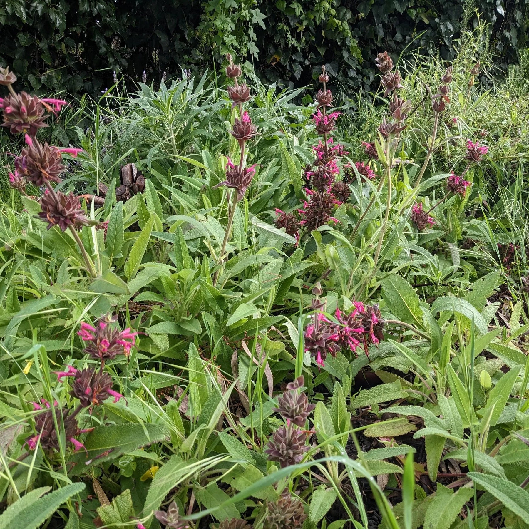 10 Pcs Salvia Spathacea Seeds  Hummingbird Sage  Perennial And Low Maintenance  Fragrant, Deer And Drought Resistant  Attracts Pollinators  Perfect for Beds, Borders And Outdoor Gardens - Image 3
