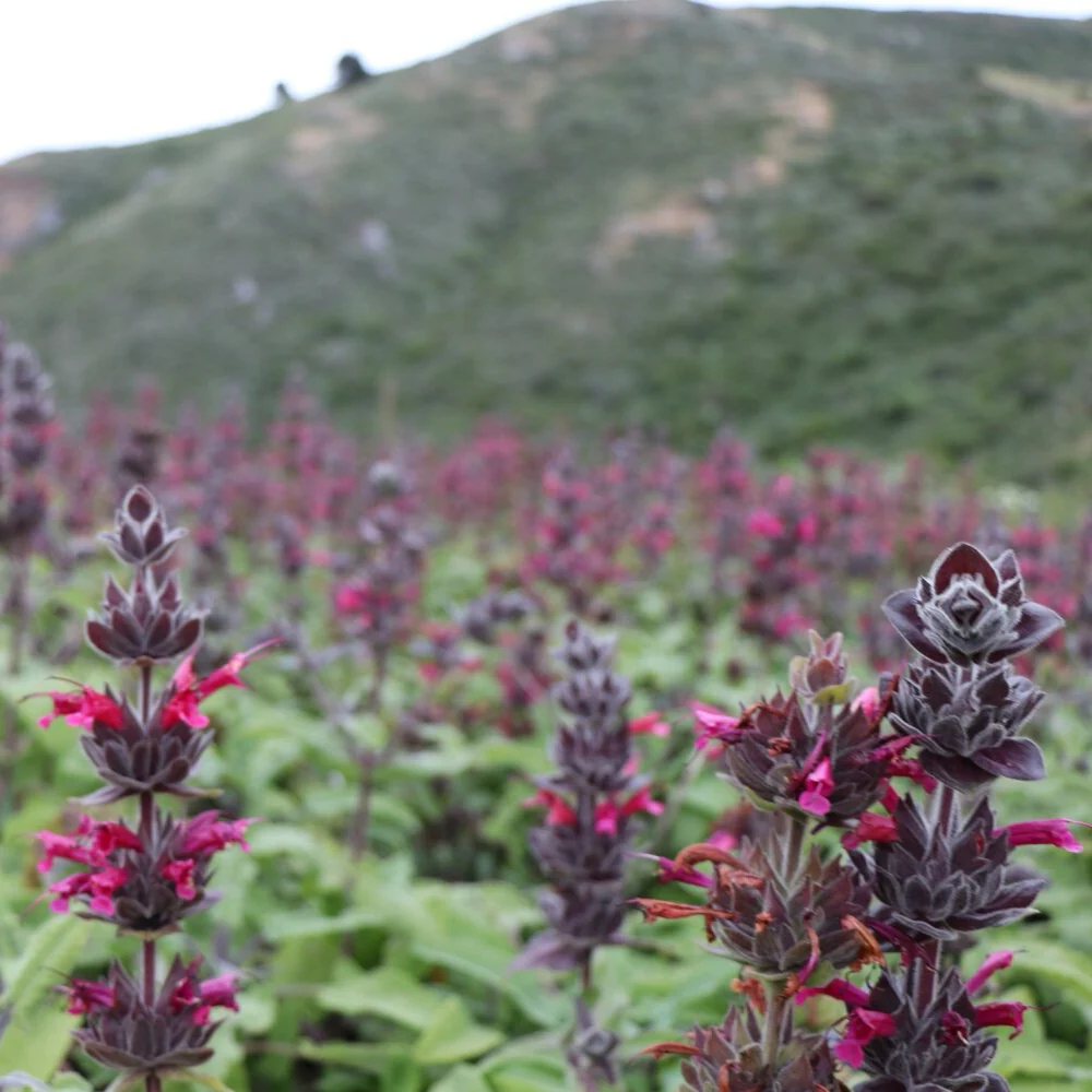 10 Pcs Salvia Spathacea Seeds  Hummingbird Sage  Perennial And Low Maintenance  Fragrant, Deer And Drought Resistant  Attracts Pollinators  Perfect for Beds, Borders And Outdoor Gardens - Image 4