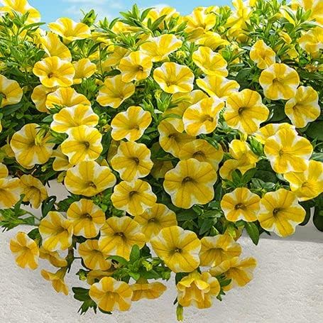 Yellow Calibrachoa Flower Seeds – Radiant Blooms for Garden Planting - Image 5