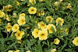 Yellow Calibrachoa Flower Seeds – Radiant Blooms for Garden Planting - Image 6