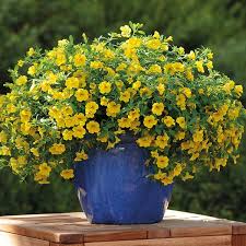 Yellow Calibrachoa Flower Seeds – Radiant Blooms for Garden Planting - Image 7