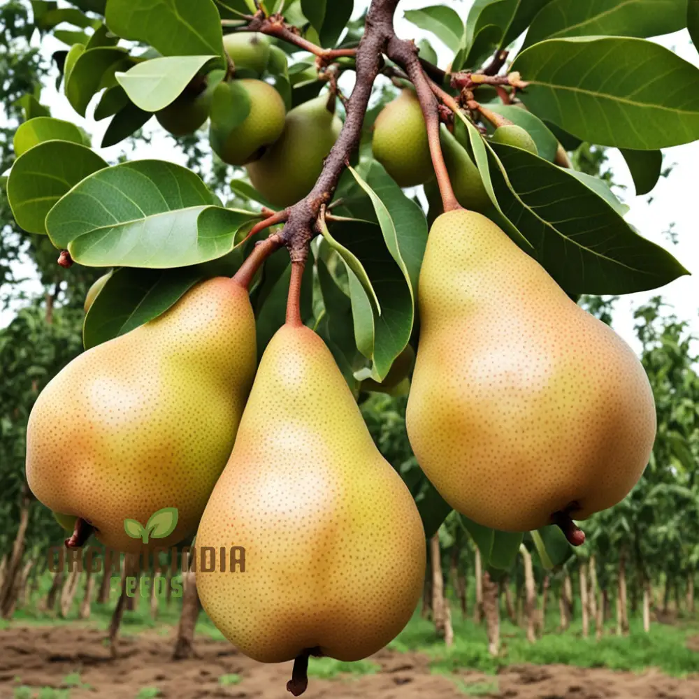 Pear Kumoi Fruit Seeds for Planting, Cultivate Your Own Unique Pear Trees - Image 3