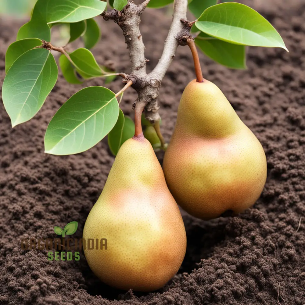 Pear Kumoi Fruit Seeds for Planting, Cultivate Your Own Unique Pear Trees - Image 4