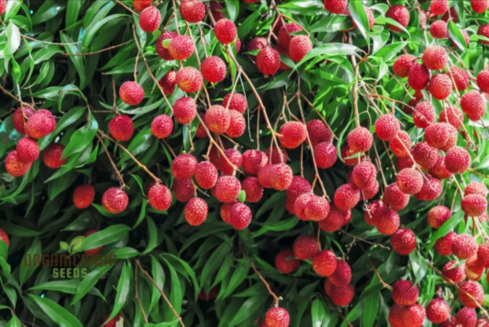 Red Lychee Seeds for Planting, Cultivate Your Own Orchard with Exotic Fruit Seeds - Image 4