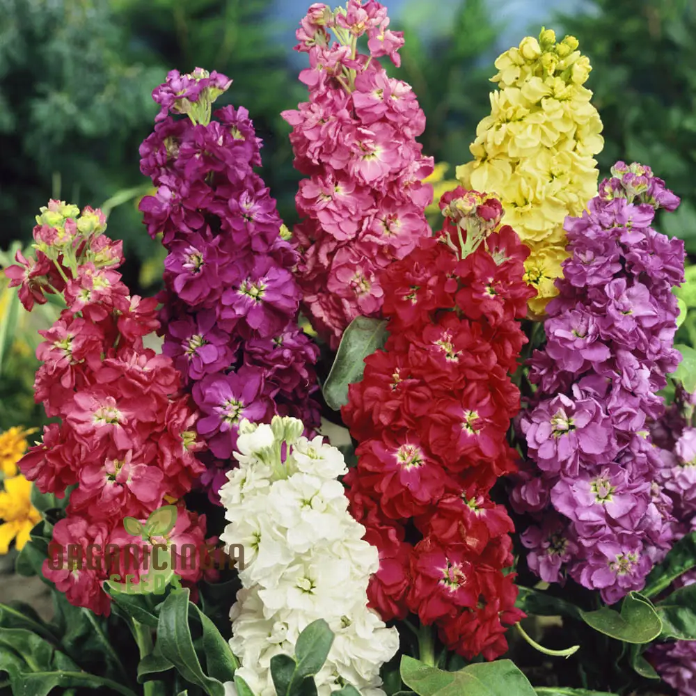 Mixed Stocks Flower Seeds, Perfect for Gardening Enthusiasts Premium Quality Seeds