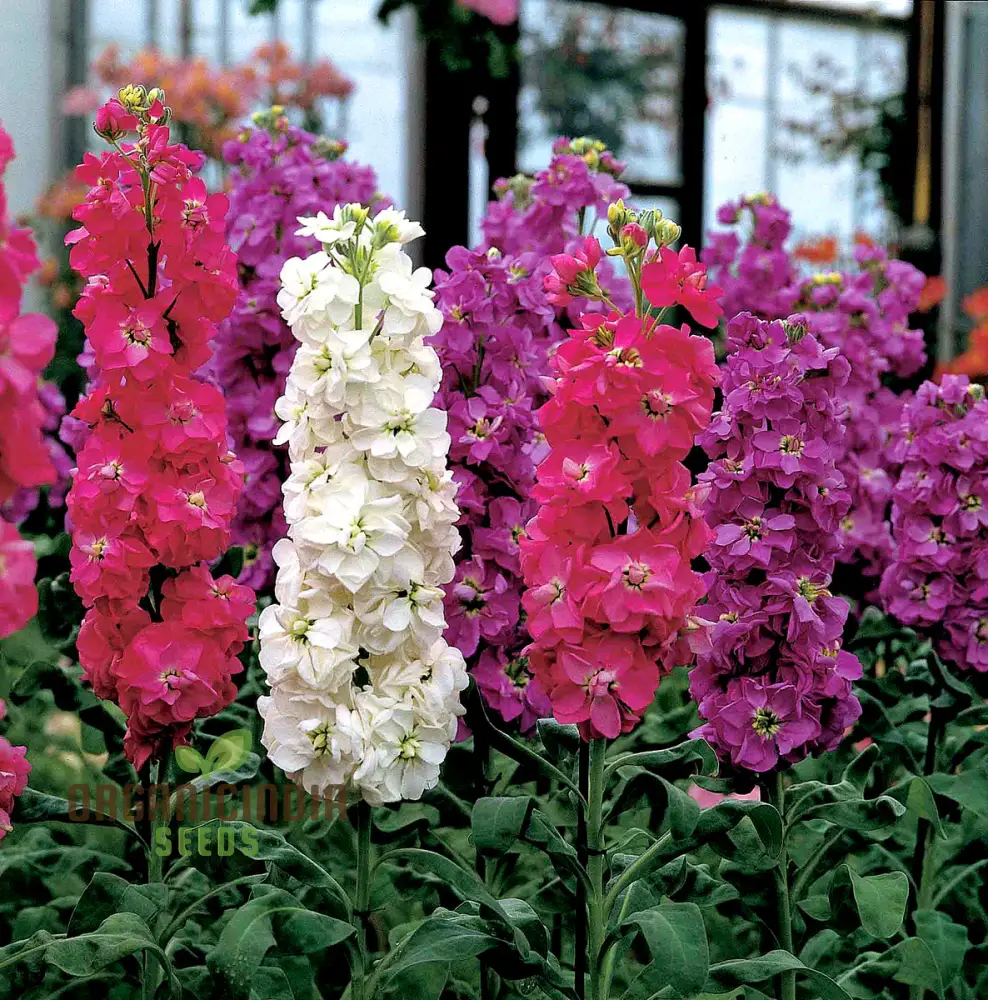 Mixed Stocks Flower Seeds, Perfect for Gardening Enthusiasts Premium Quality Seeds - Image 3