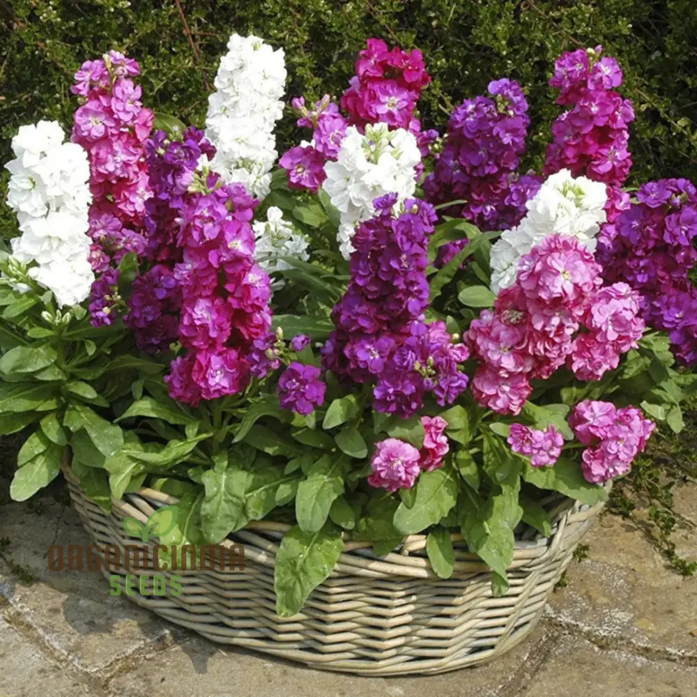 Mixed Stocks Flower Seeds, Perfect for Gardening Enthusiasts Premium Quality Seeds - Image 4