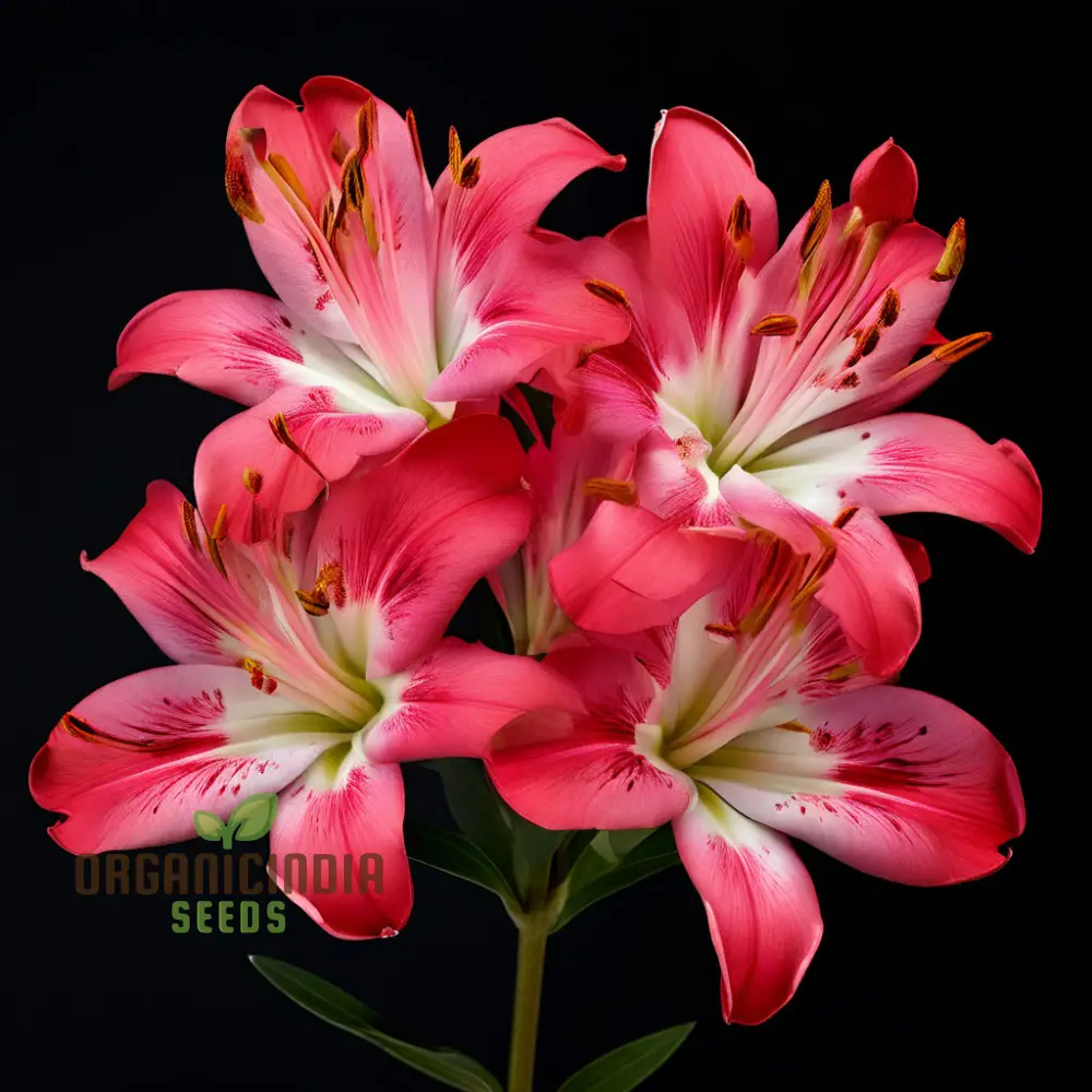 Alstroemeria Seeds – Colorful Perennial Blooms for Garden Planting - Image 4
