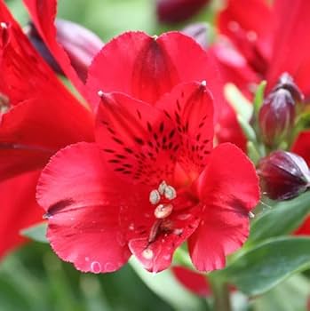 Alstroemeria Seeds – Colorful Perennial Blooms for Garden Planting - Image 5