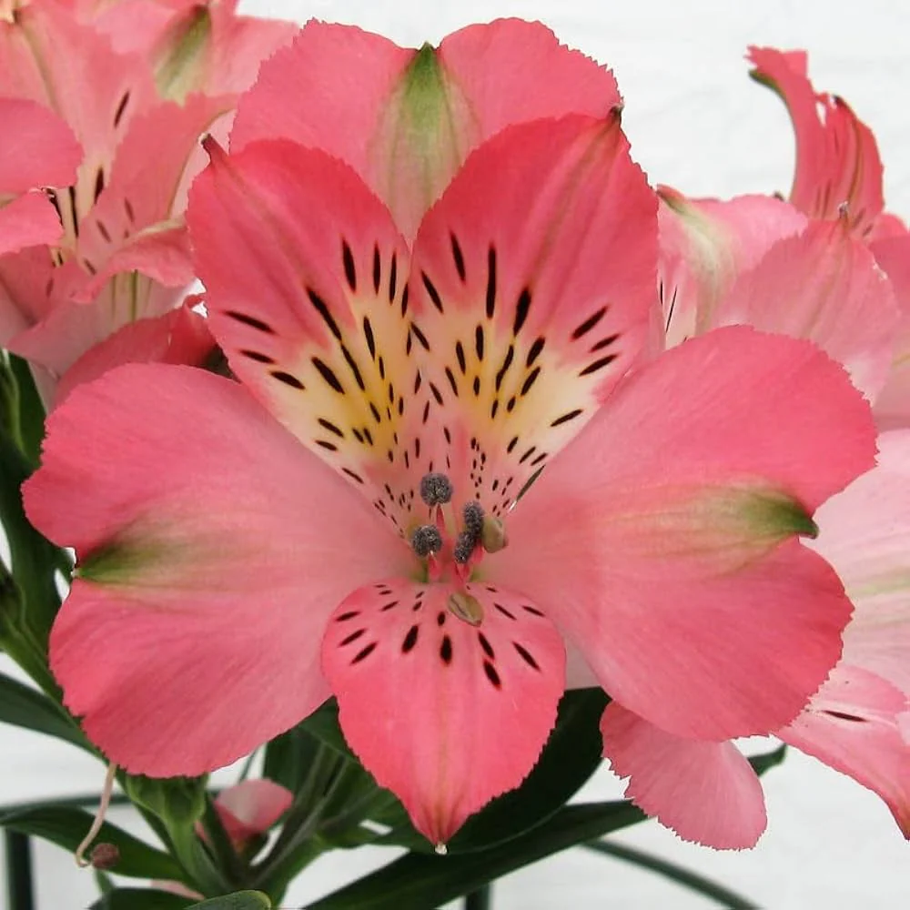 Alstroemeria Seeds – Colorful Perennial Blooms for Garden Planting - Image 6