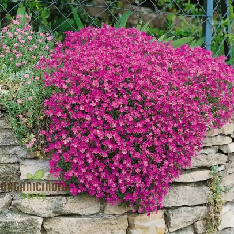 Aubrieta Rock Cascade Flower Seeds Dark Pink Dark Pink Aubrieta Rock Cascade for Planting