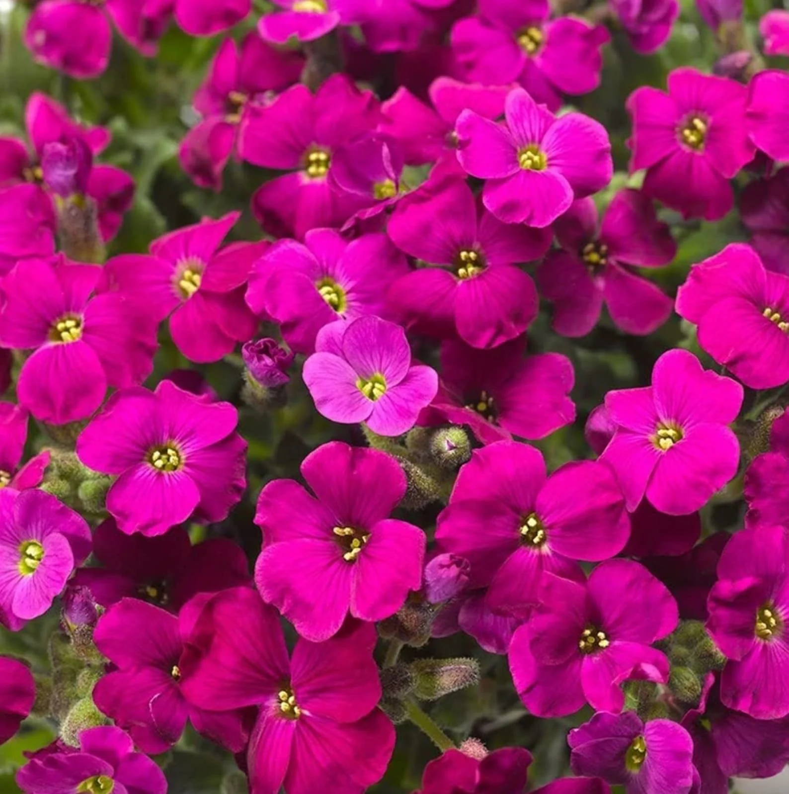Aubrieta Rock Cascade Flower Seeds Dark Pink Dark Pink Aubrieta Rock Cascade for Planting - Image 2