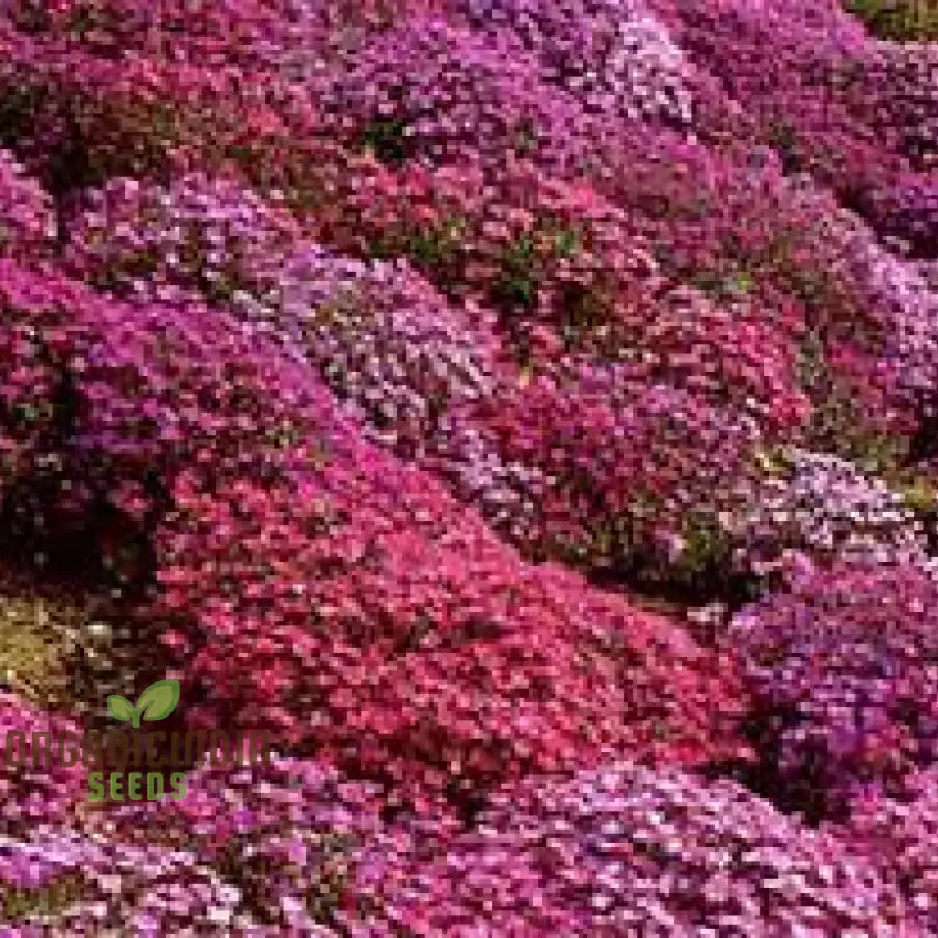Aubrieta Rock Cascade Flower Seeds Dark Pink Dark Pink Aubrieta Rock Cascade for Planting - Image 3