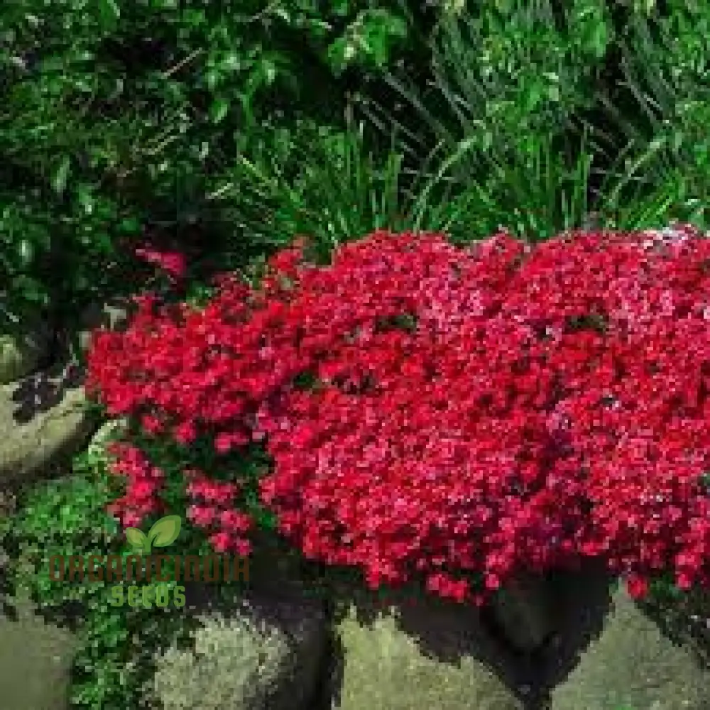 Aubrieta Rock Cascade Flower Seeds Dark Pink Dark Pink Aubrieta Rock Cascade for Planting - Image 4