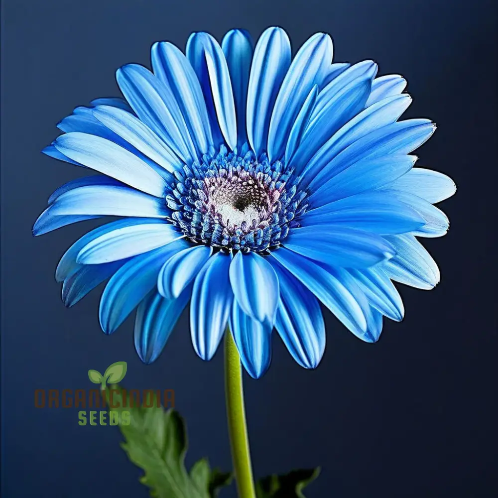 Blue Gerbera Daisy Flower Seeds - Captivating Blooms for Vibrant Garden Highlights - Image 3