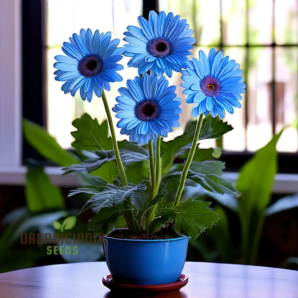 Blue Gerbera Daisy Flower Seeds - Captivating Blooms for Vibrant Garden Highlights - Image 4