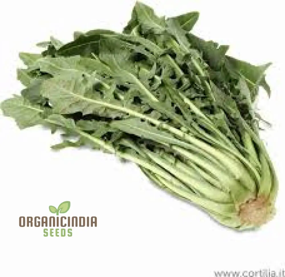 Green Intybus Vegetable Seeds, Bulk Green Intybus Seeds Pack - Image 2