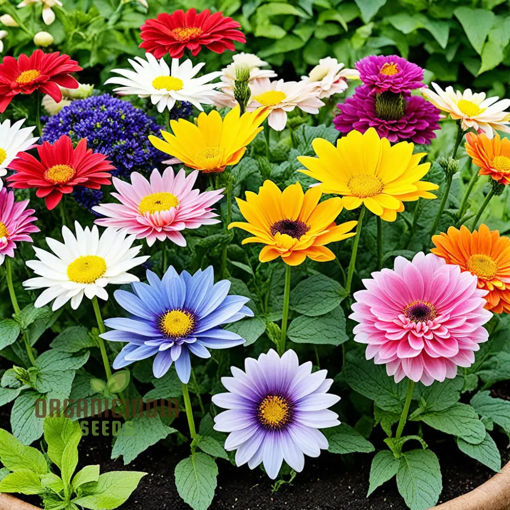 Assorted Ornamental Flower Seeds for Planting - Variety Pack for Colorful Garden Creations - Image 3