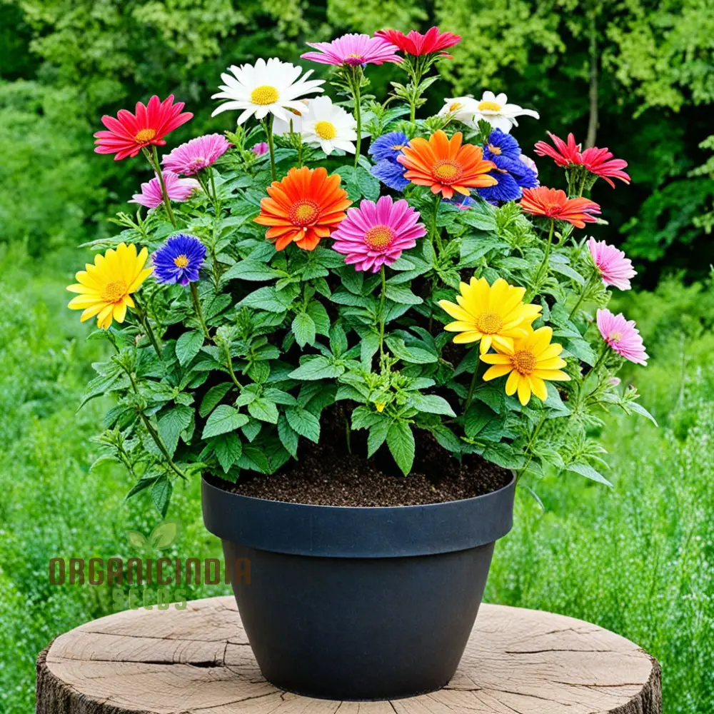 Assorted Ornamental Flower Seeds for Planting - Variety Pack for Colorful Garden Creations - Image 4