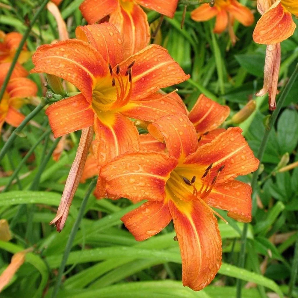 Orange Hemerocallis Daylily Seeds – Beautiful Garden Bloom Variety for Planting
