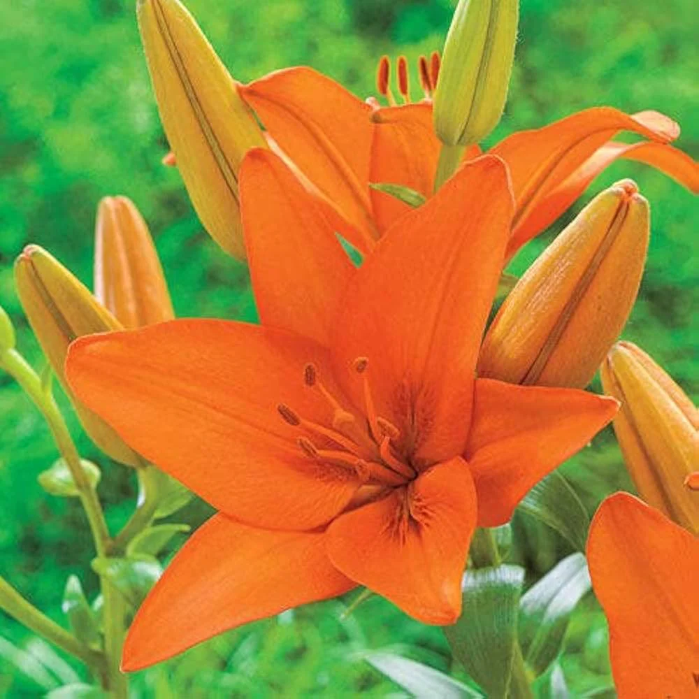 Orange Hemerocallis Daylily Seeds – Beautiful Garden Bloom Variety for Planting - Image 2