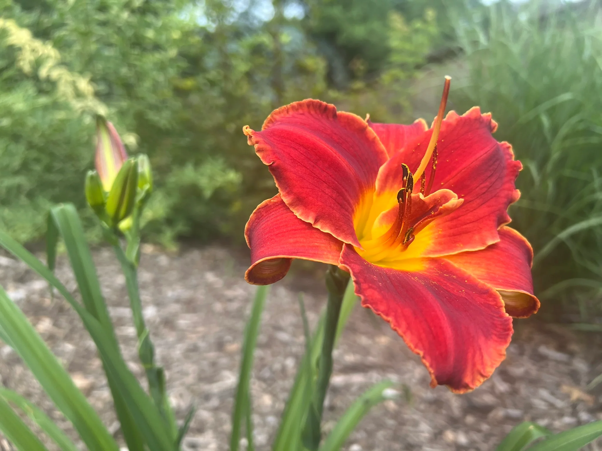 Orange Hemerocallis Daylily Seeds – Beautiful Garden Bloom Variety for Planting - Image 3
