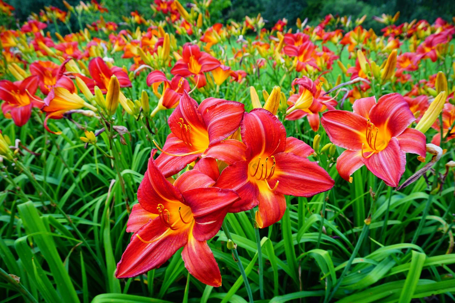 Orange Hemerocallis Daylily Seeds – Beautiful Garden Bloom Variety for Planting - Image 4