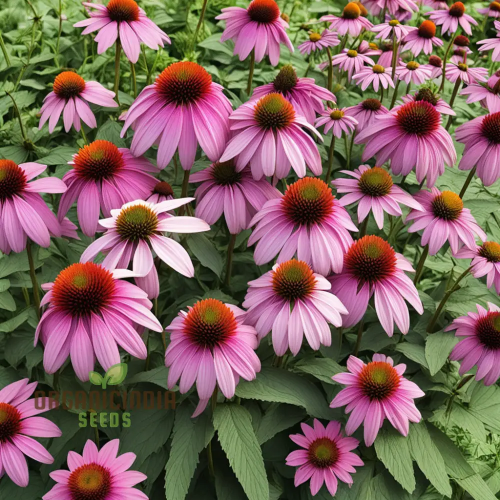 Purple Coneflower Seeds – Non-GMO Vibrant Bloom Variety