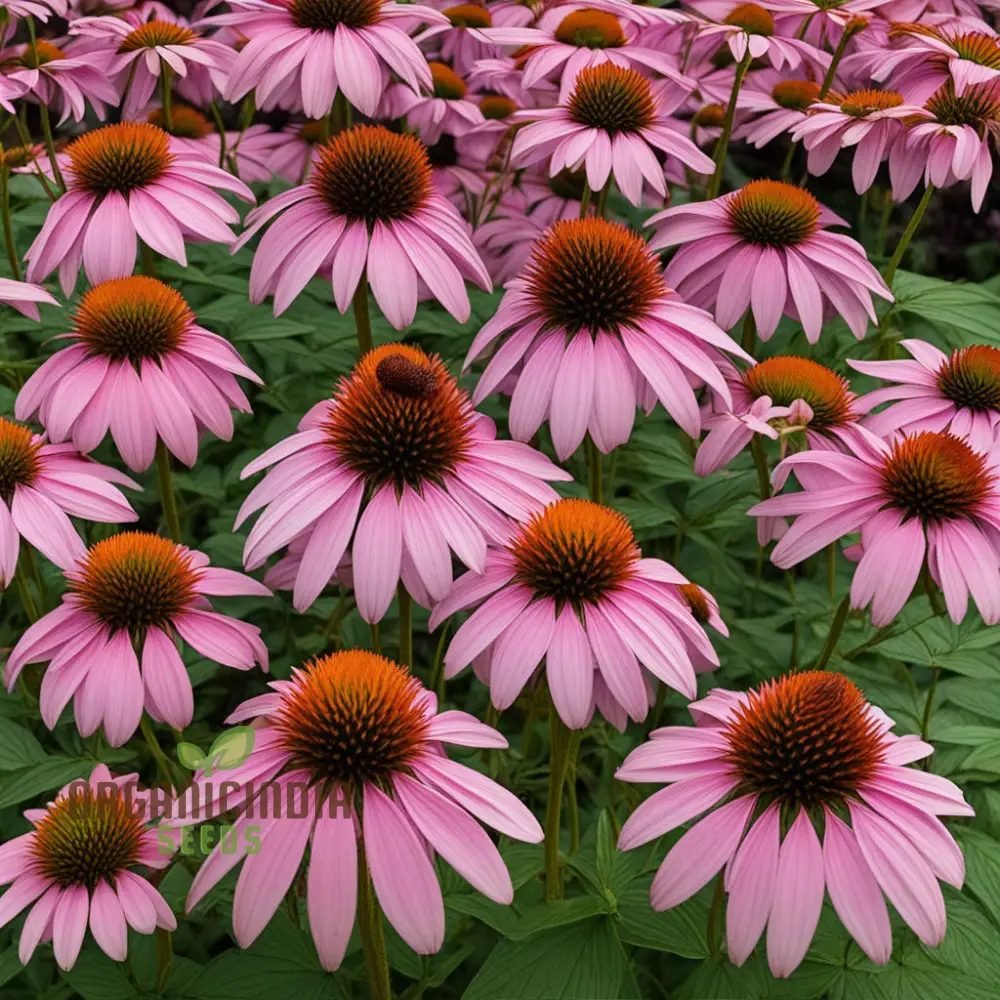 Purple Coneflower Seeds – Non-GMO Vibrant Bloom Variety - Image 3