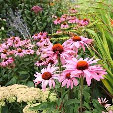 Purple Coneflower Seeds – Non-GMO Vibrant Bloom Variety - Image 4