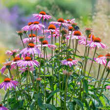 Purple Coneflower Seeds – Non-GMO Vibrant Bloom Variety - Image 5