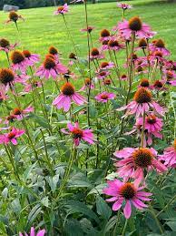 Purple Coneflower Seeds – Non-GMO Vibrant Bloom Variety - Image 6