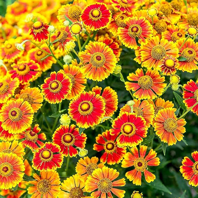 Sneezeweed Seeds - Helen's Flower (Helenium Autumnale), Ornamental, Attracts Butterflies & Pollinators - Image 3