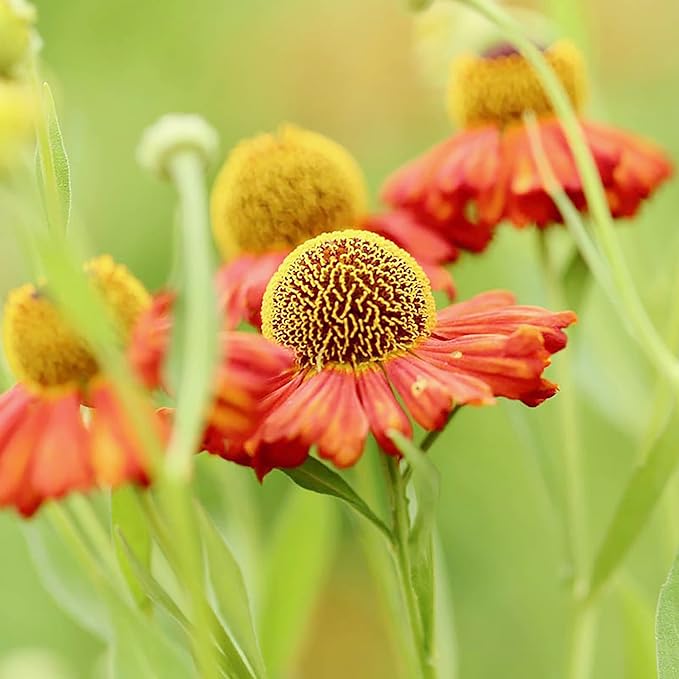 Sneezeweed Seeds - Helen's Flower (Helenium Autumnale), Ornamental, Attracts Butterflies & Pollinators - Image 4