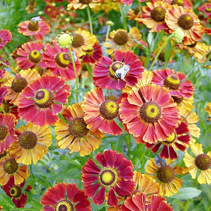 Sneezeweed Seeds - Helen's Flower (Helenium Autumnale), Ornamental, Attracts Butterflies & Pollinators - Image 5