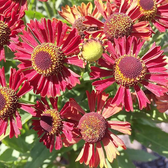 Sneezeweed Seeds - Helen's Flower (Helenium Autumnale), Ornamental, Attracts Butterflies & Pollinators - Image 6