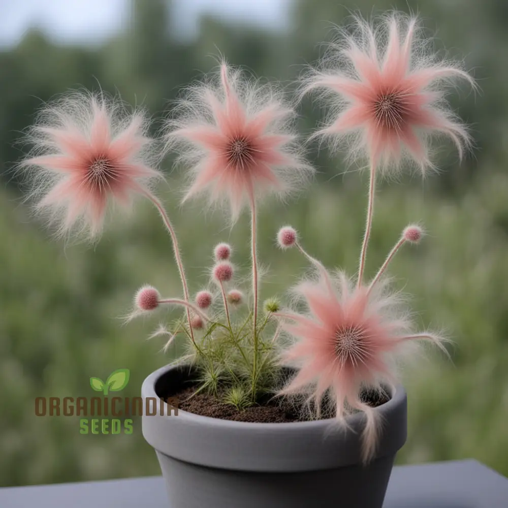 Prairie Flower Seeds, Fragrant Perennial Smoke Seeds for Gardens - Image 3