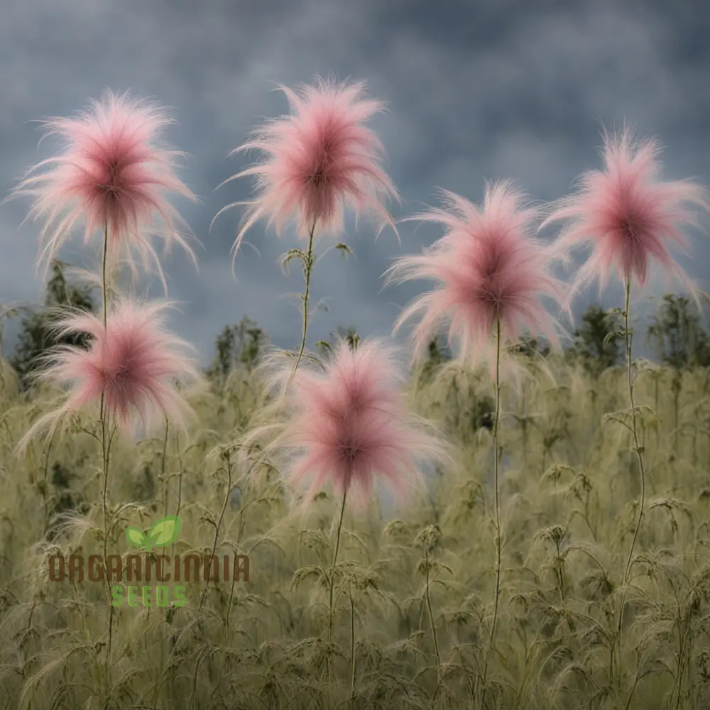 Prairie Flower Seeds, Fragrant Perennial Smoke Seeds for Gardens - Image 4
